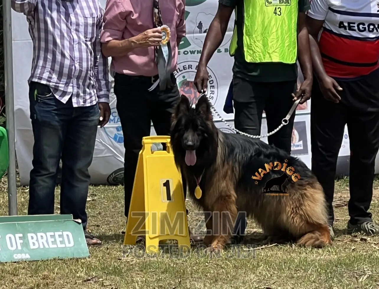 1+ year Male Purebred German Shepherd