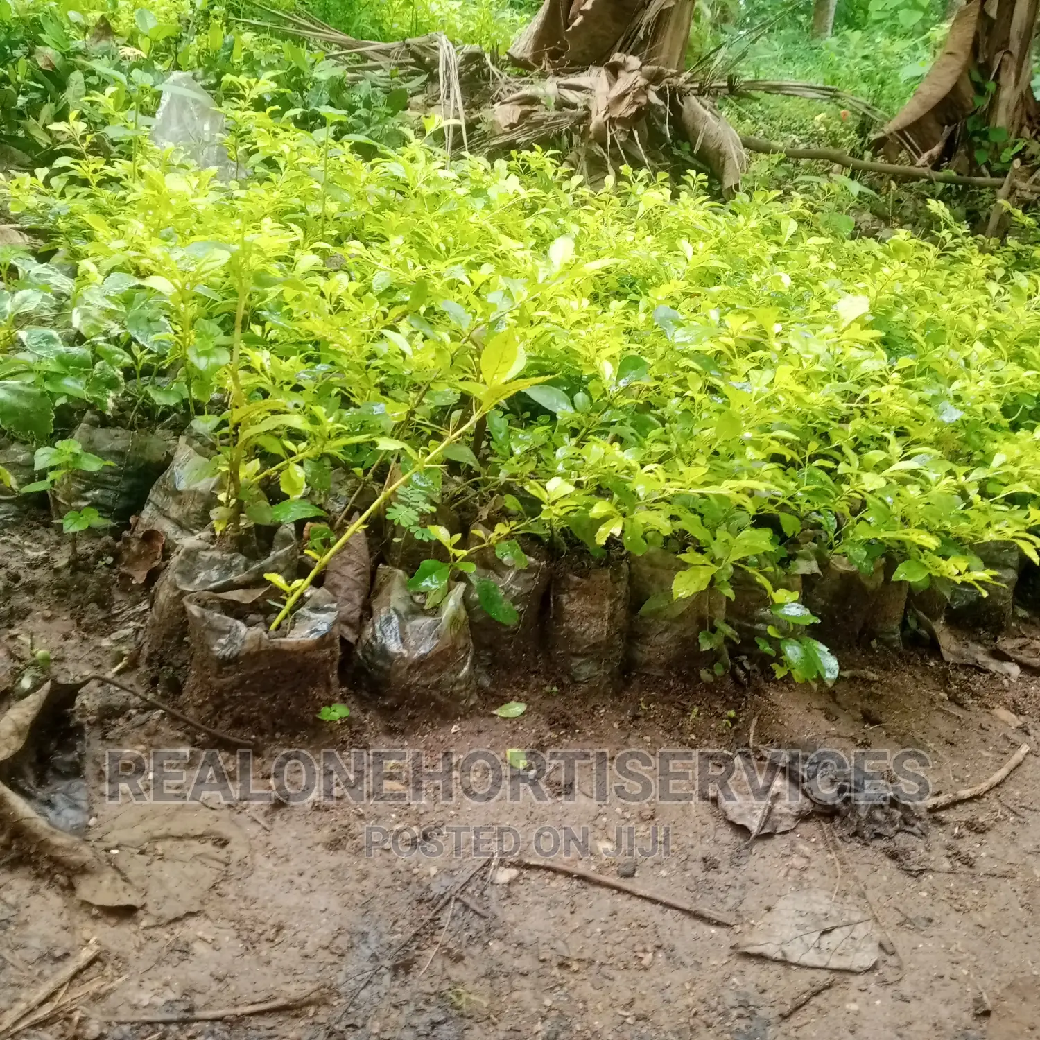 Yellow Bush Plants Best For Hedges And Topiary