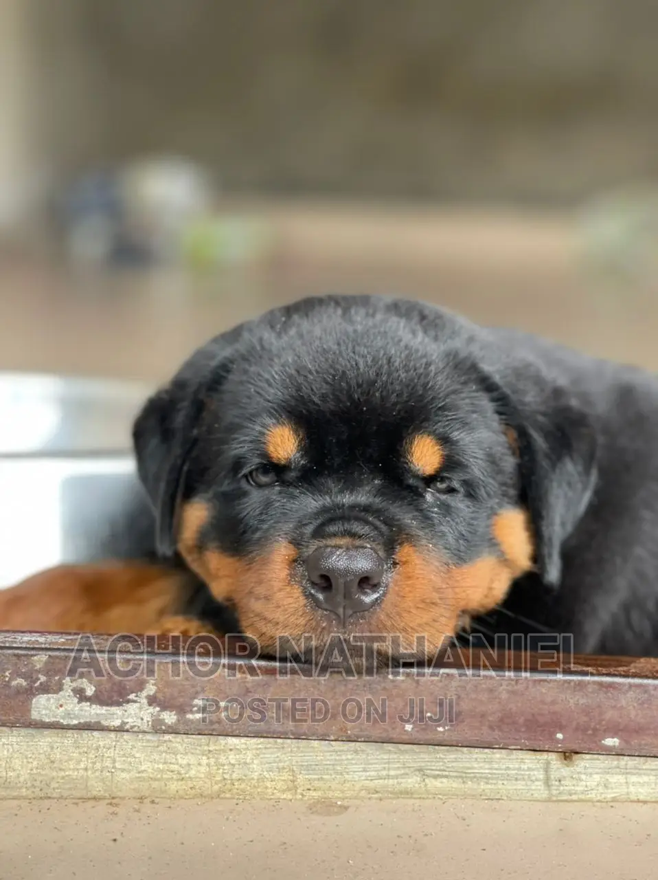 1-3 months Male Purebred Rottweiler
