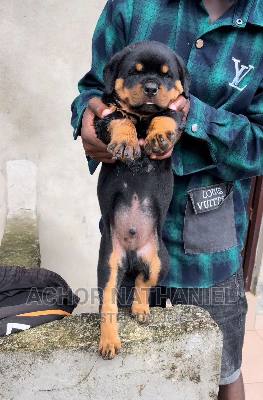 1-3 months Male Purebred Rottweiler