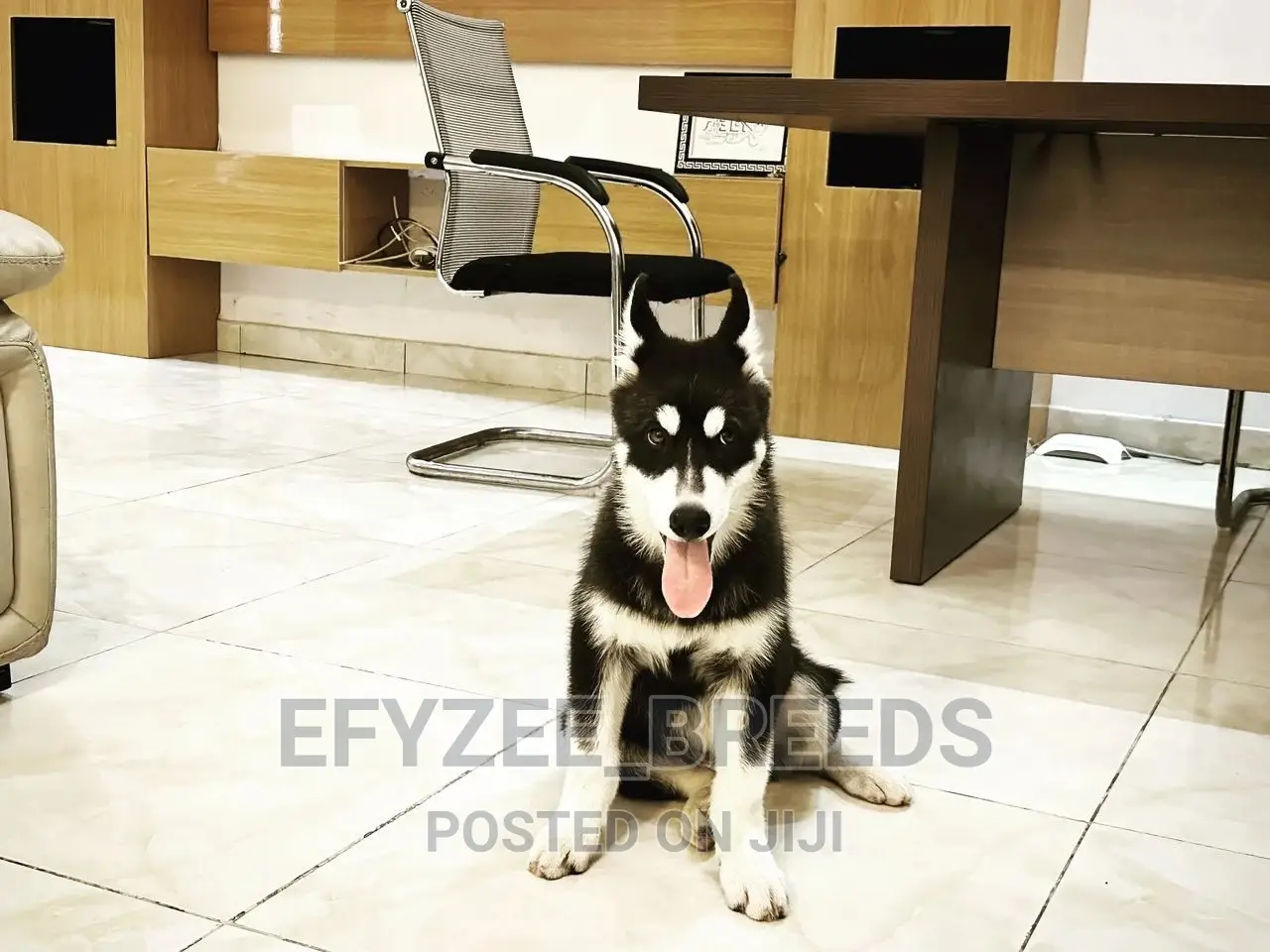 3-6 months Male Purebred Siberian Husky