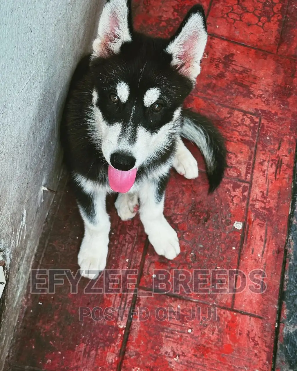 3-6 months Male Purebred Siberian Husky