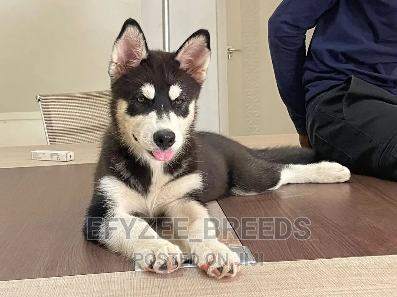 3-6 months Male Purebred Siberian Husky