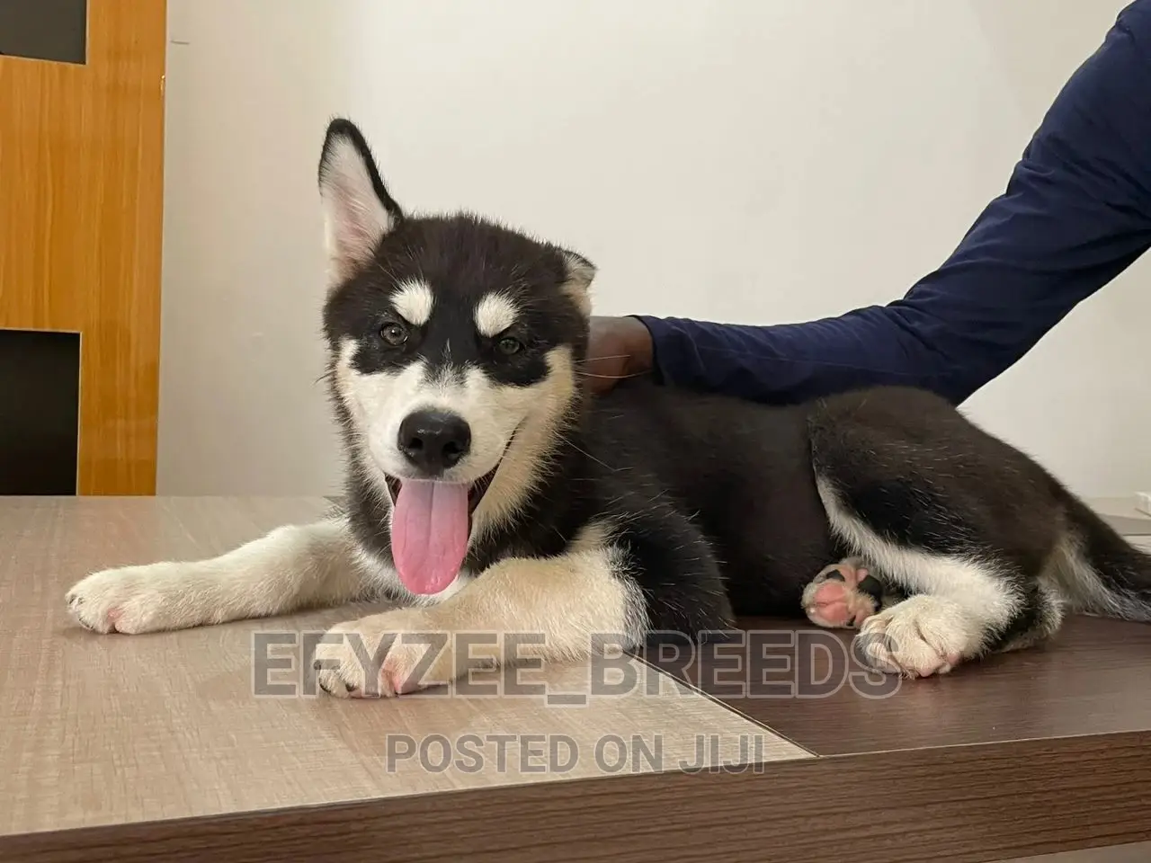 3-6 months Male Purebred Siberian Husky
