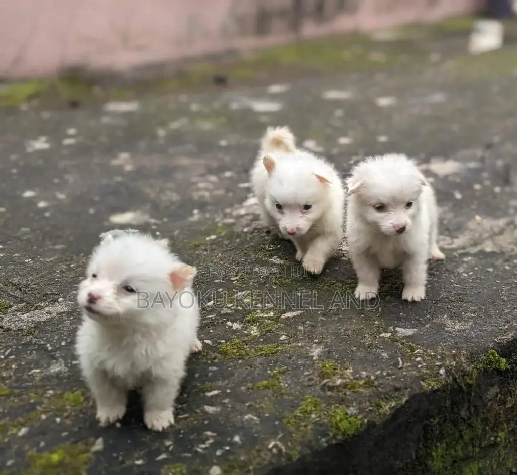 1-3 months Female Purebred American Eskimo