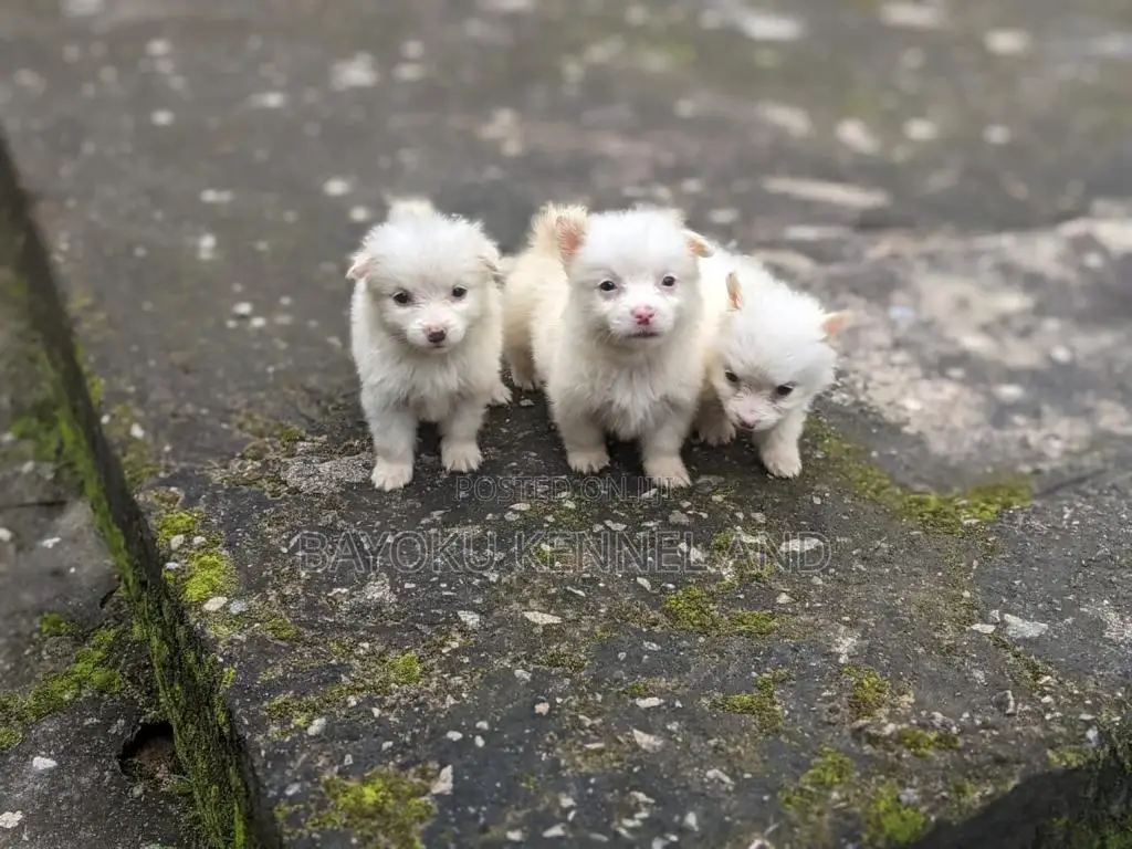 1-3 months Female Purebred American Eskimo