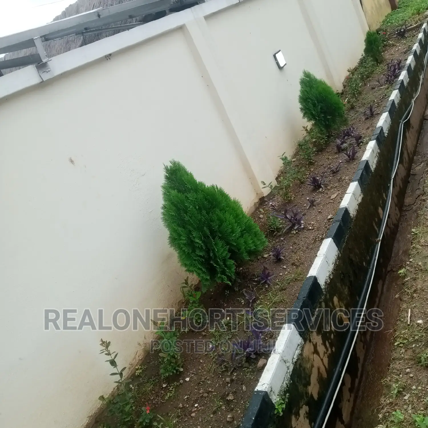 (Cone)Thuja Plants for Spotted Hedges for Home, Malls Etc