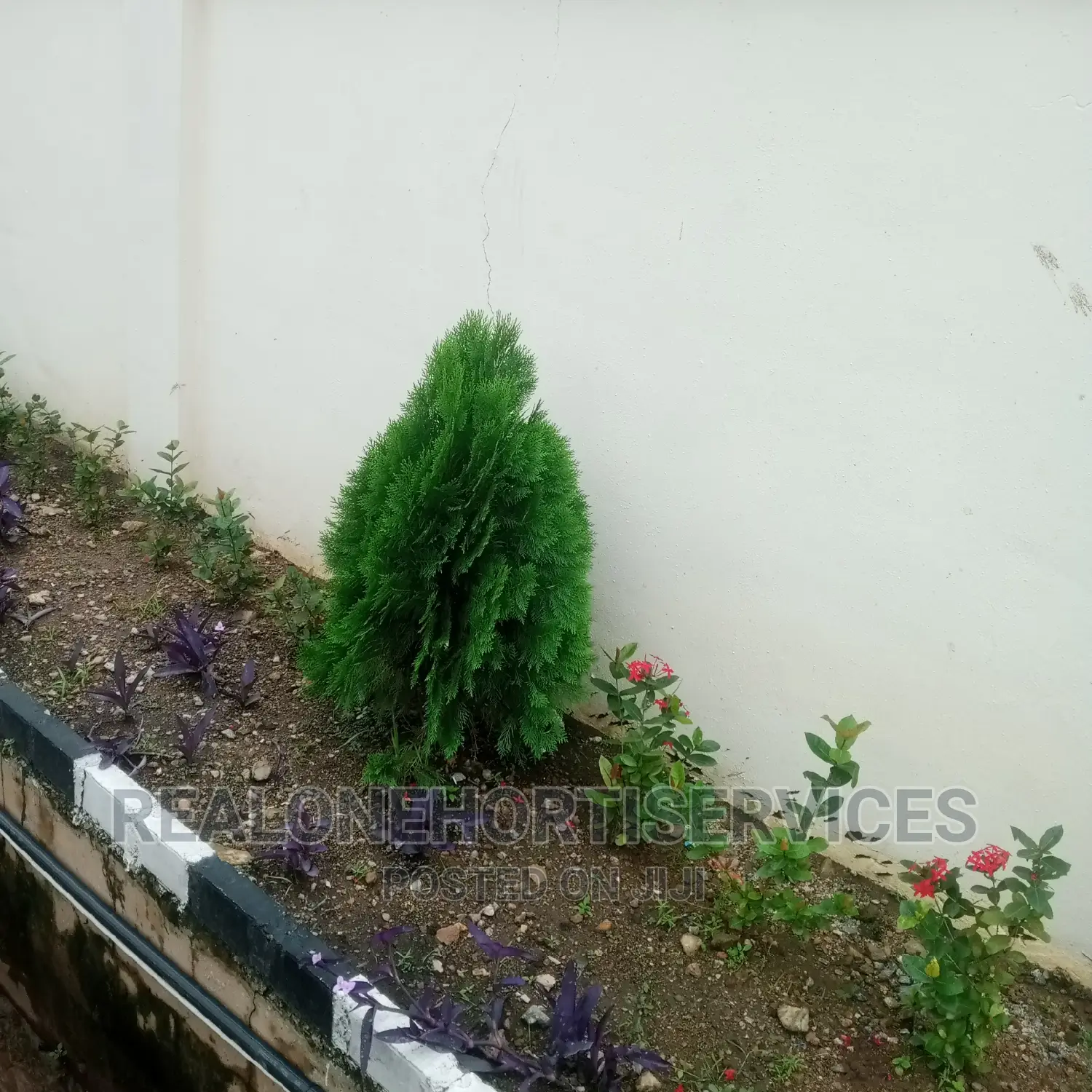 (Cone)Thuja Plants for Spotted Hedges for Home, Malls Etc