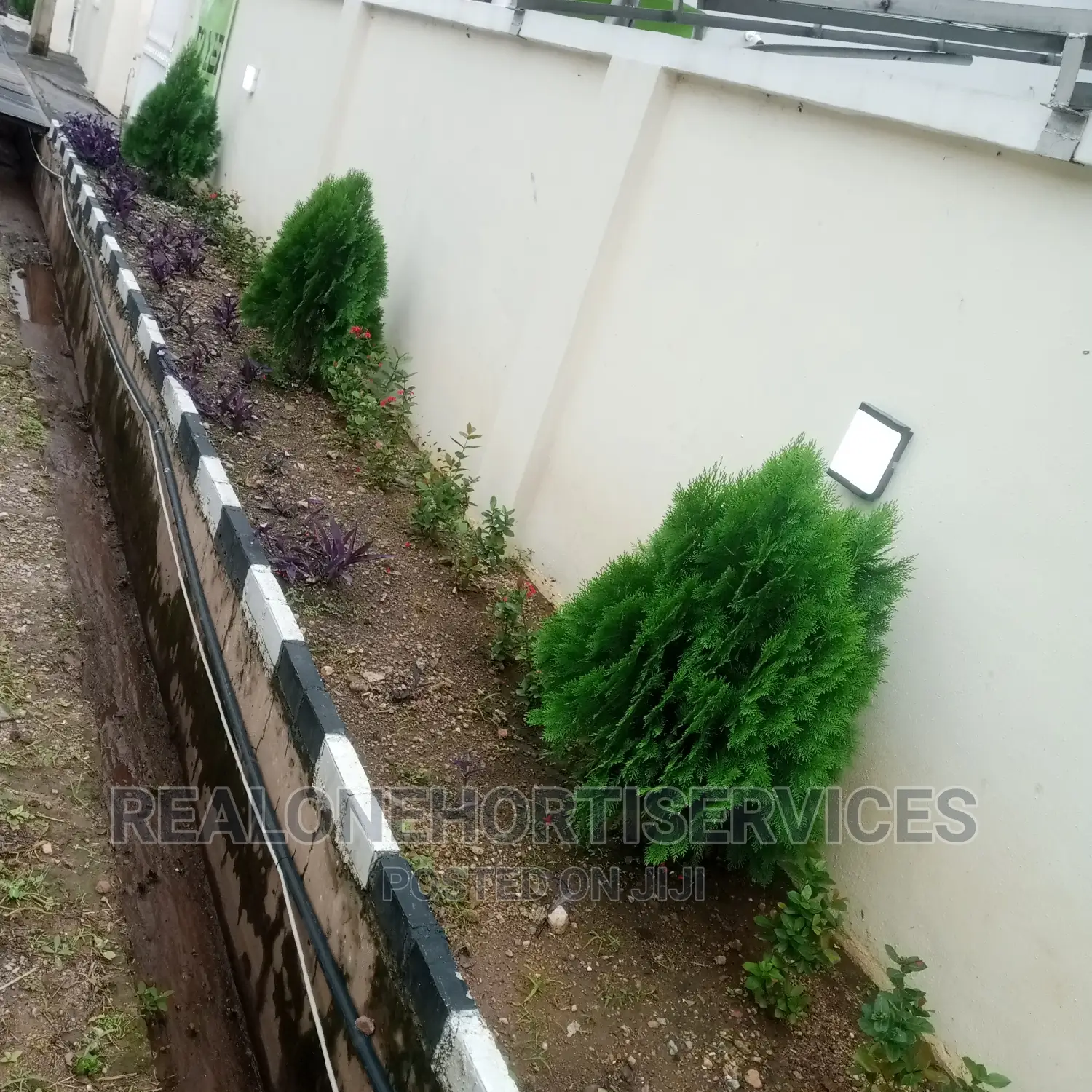 (Cone)Thuja Plants for Spotted Hedges for Home, Malls Etc