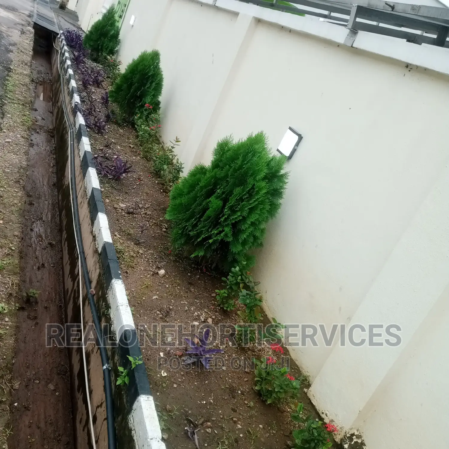 (Cone)Thuja Plants for Spotted Hedges for Home, Malls Etc