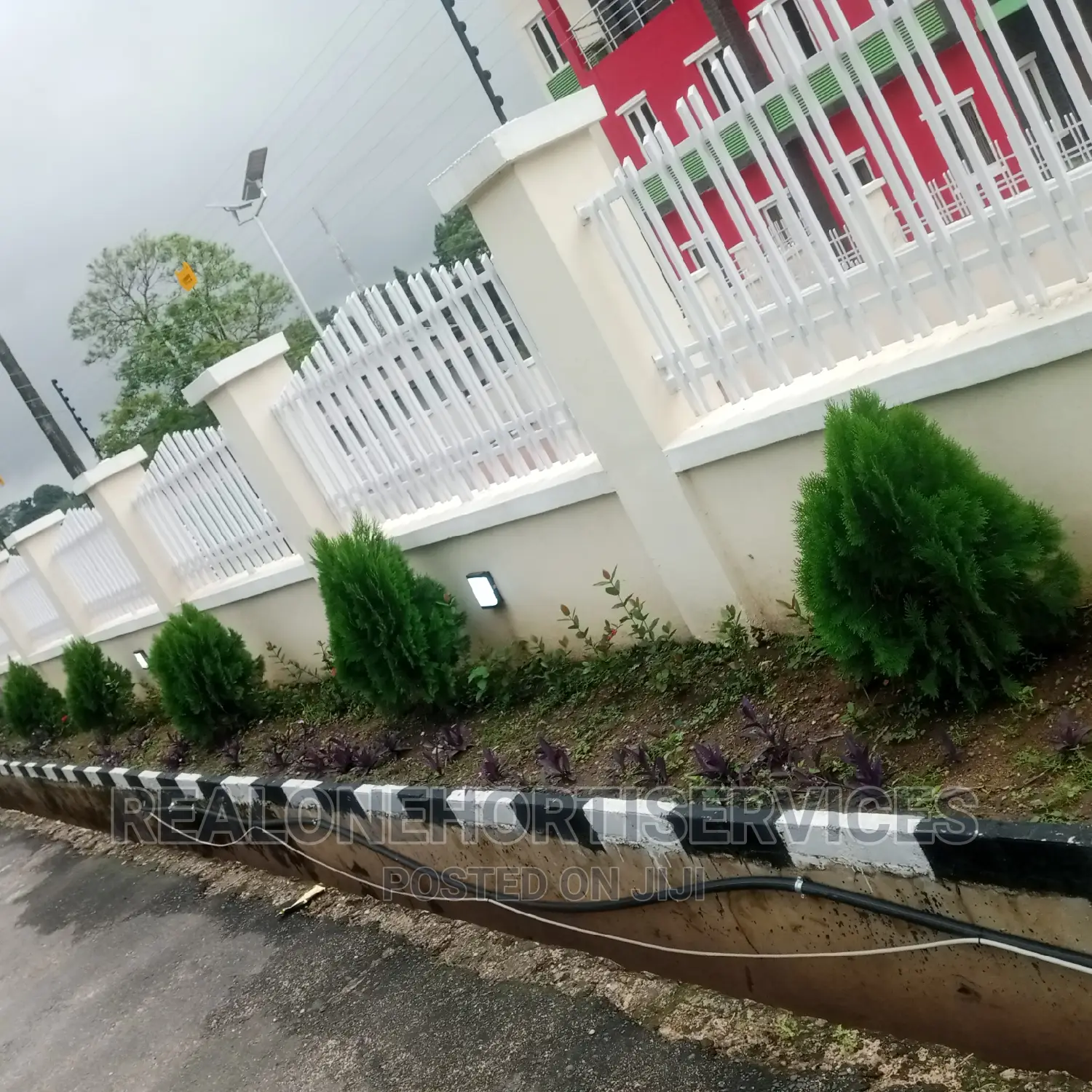 (Cone)Thuja Plants for Spotted Hedges for Home, Malls Etc