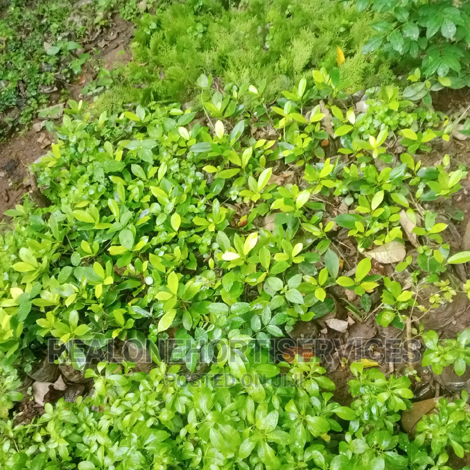 Horticulturist for Your House, Office's and Landscape Man