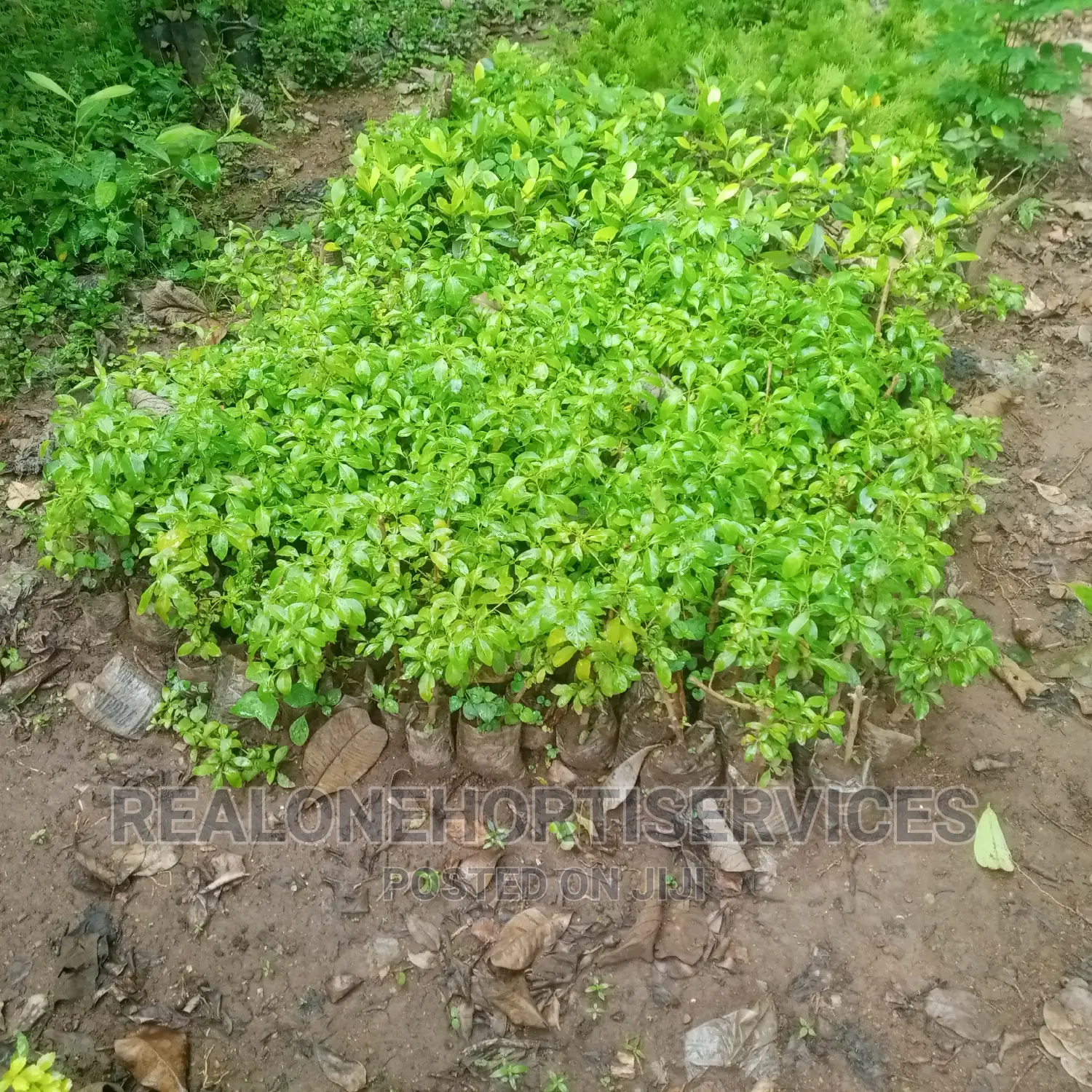 Horticulturist for Your House, Office's and Landscape Man