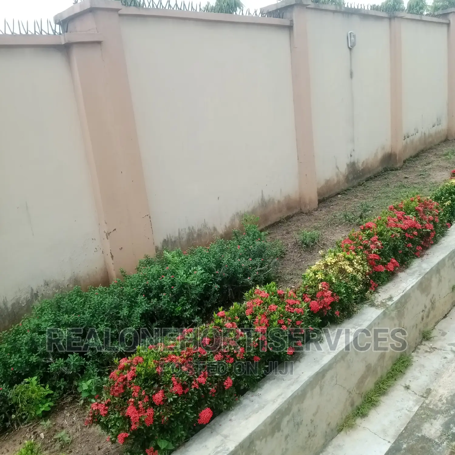 Hedges Flower For Beautification And Noise Pollution Control
