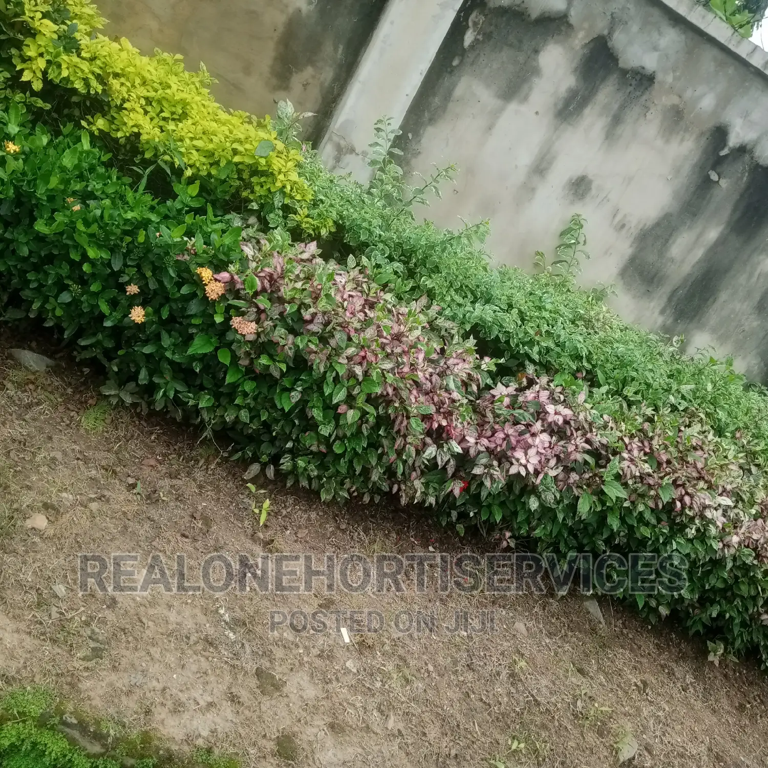 Hedges Flower For Beautification And Noise Pollution Control