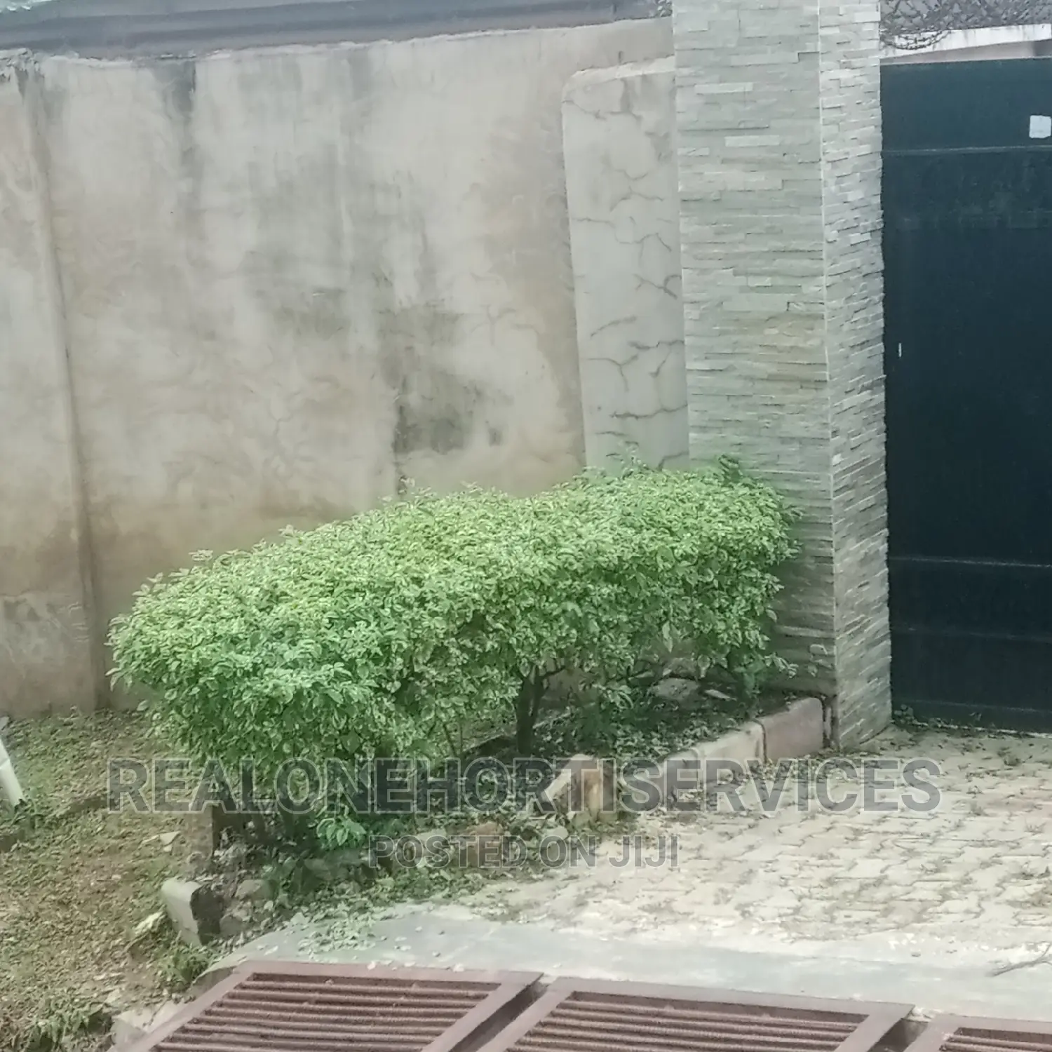 Hedges Flower For Beautification And Noise Pollution Control