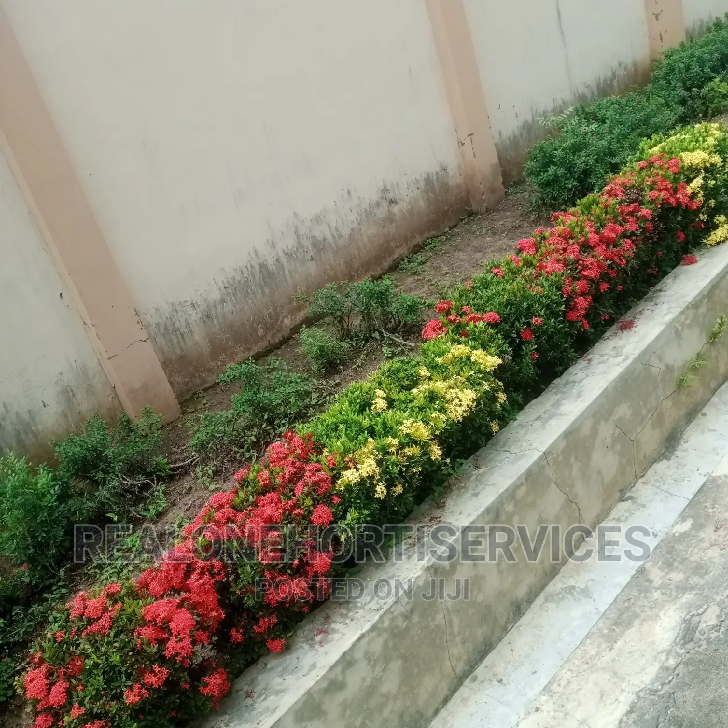 Hedges Flower For Beautification And Noise Pollution Control
