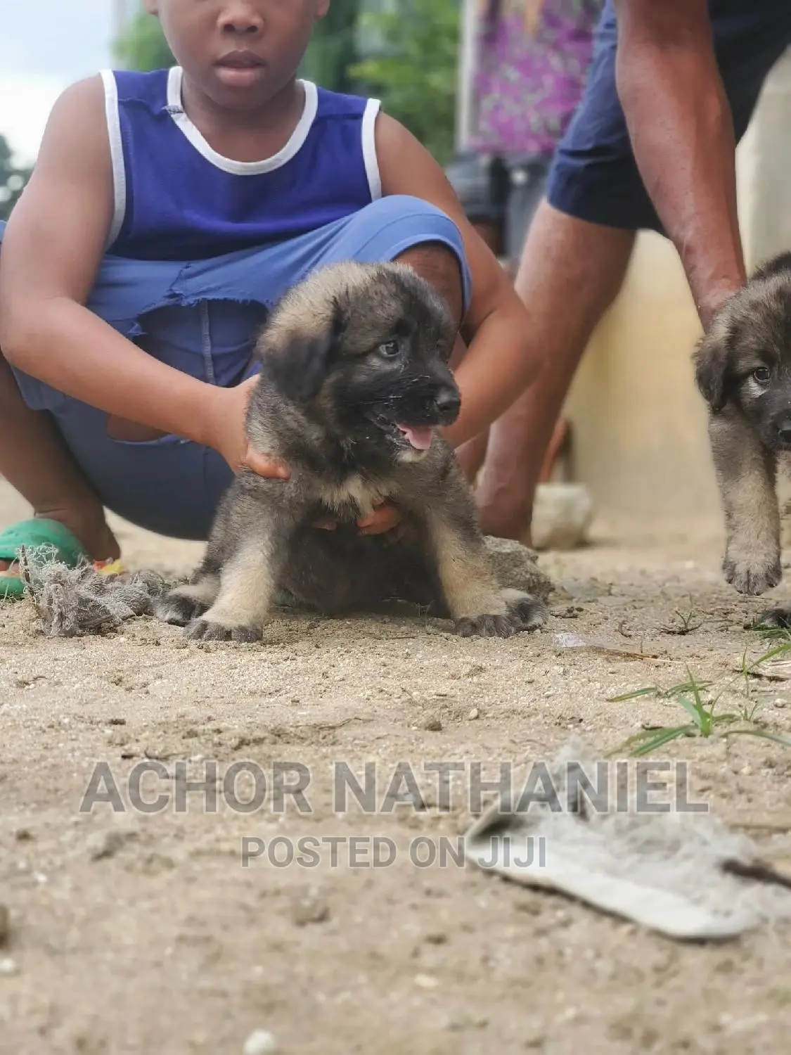 1-3 months Male Purebred Caucasian Shepherd