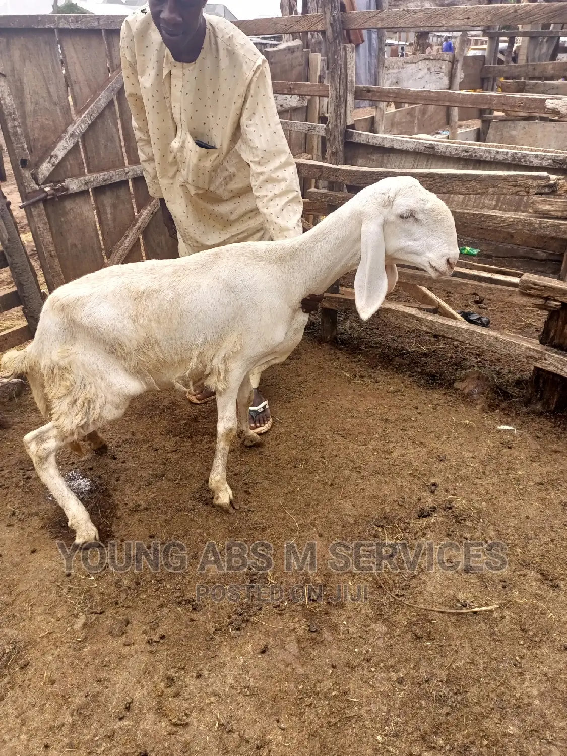 Female Balami