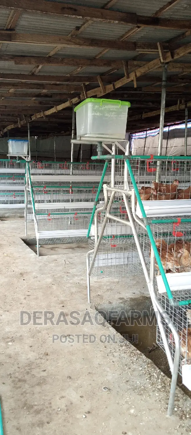 Battery Cages for Layers With Full Accessories