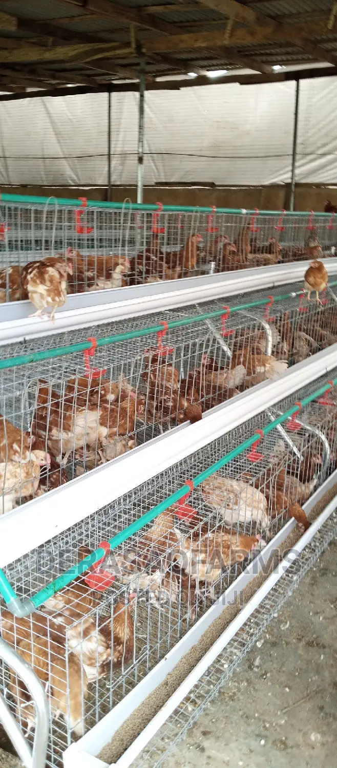 Battery Cages for Layers With Full Accessories