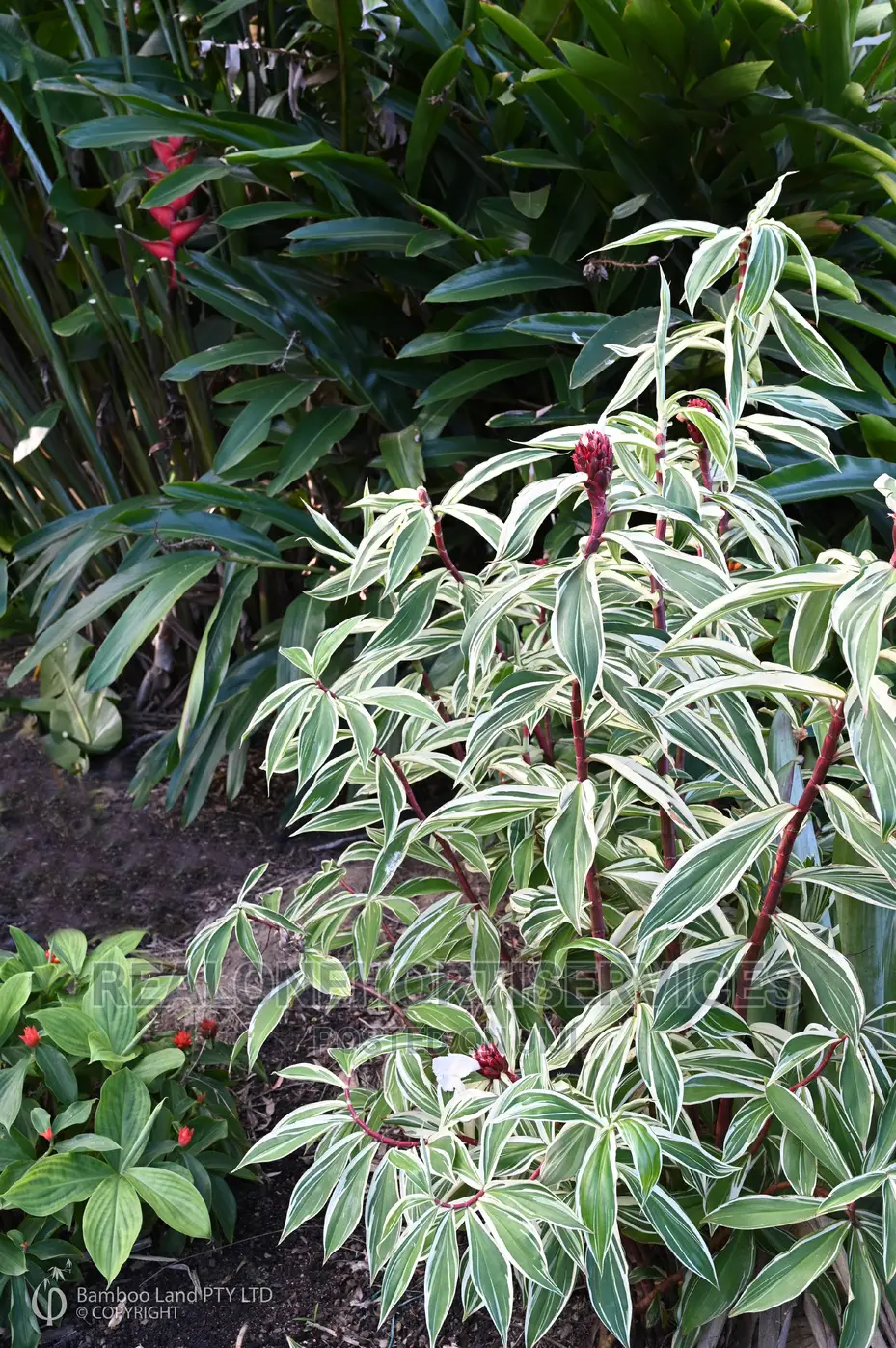 Landscape Plant || Flowers || Vegetables || Herbs