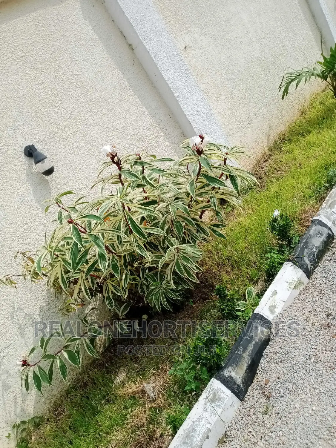 Landscape Plant || Flowers || Vegetables || Herbs