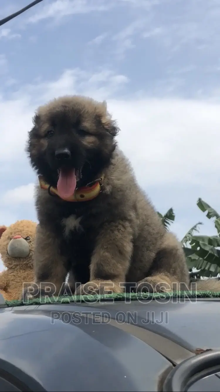 1-3 months Female Purebred Caucasian Shepherd