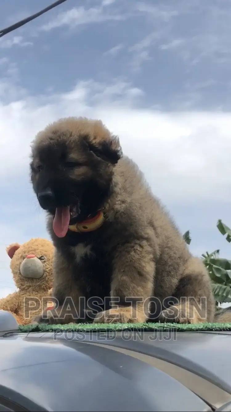 1-3 months Female Purebred Caucasian Shepherd