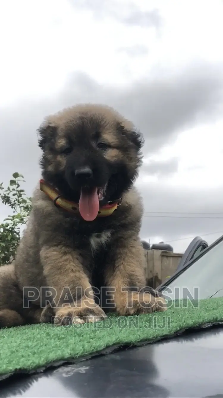 1-3 months Female Purebred Caucasian Shepherd