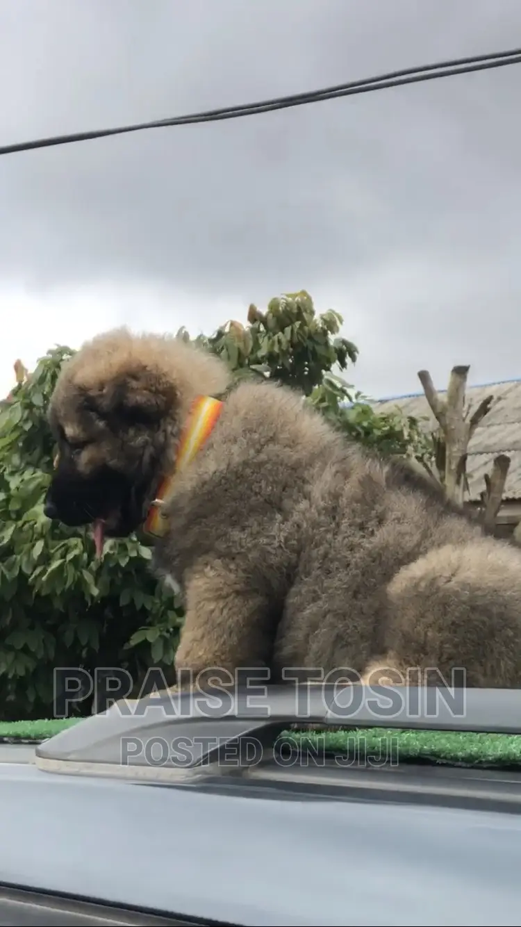 1-3 months Female Purebred Caucasian Shepherd