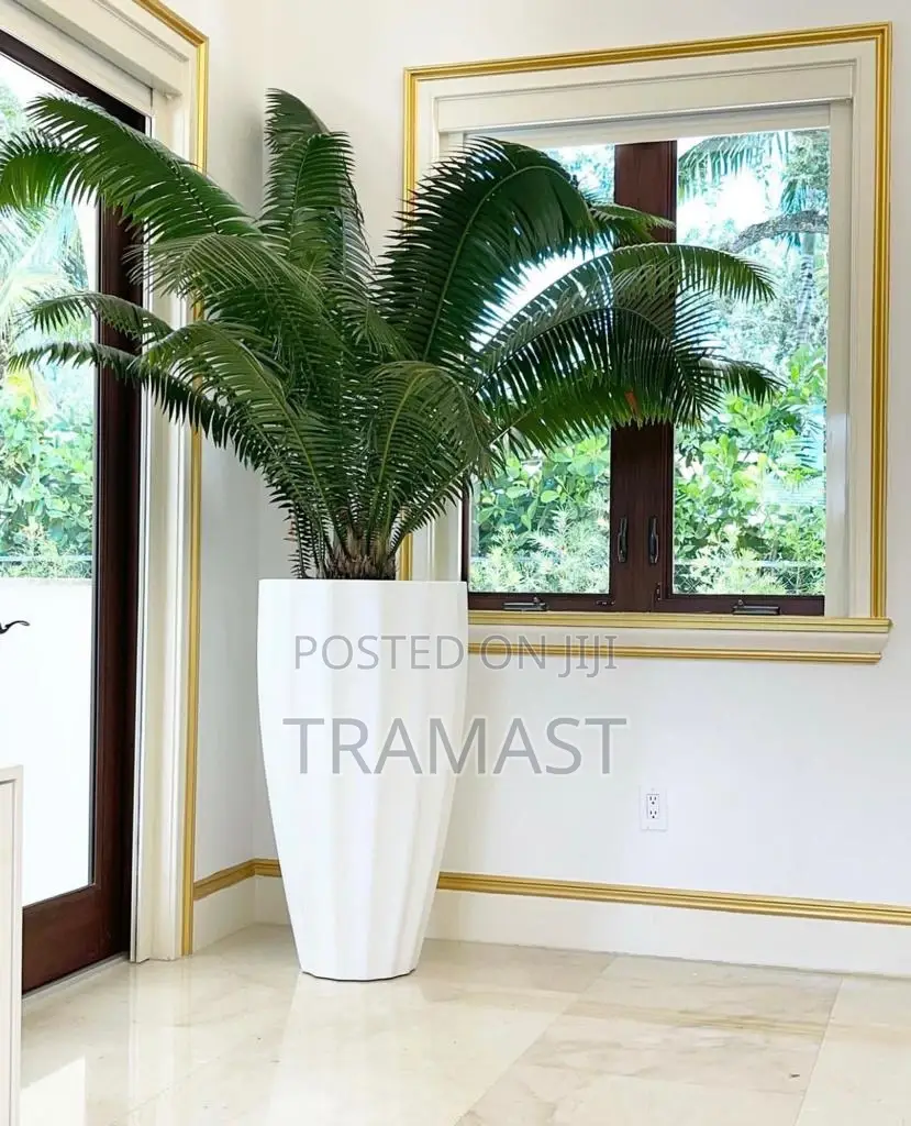 Cycas Palm Plant With Fiberglass Pot
