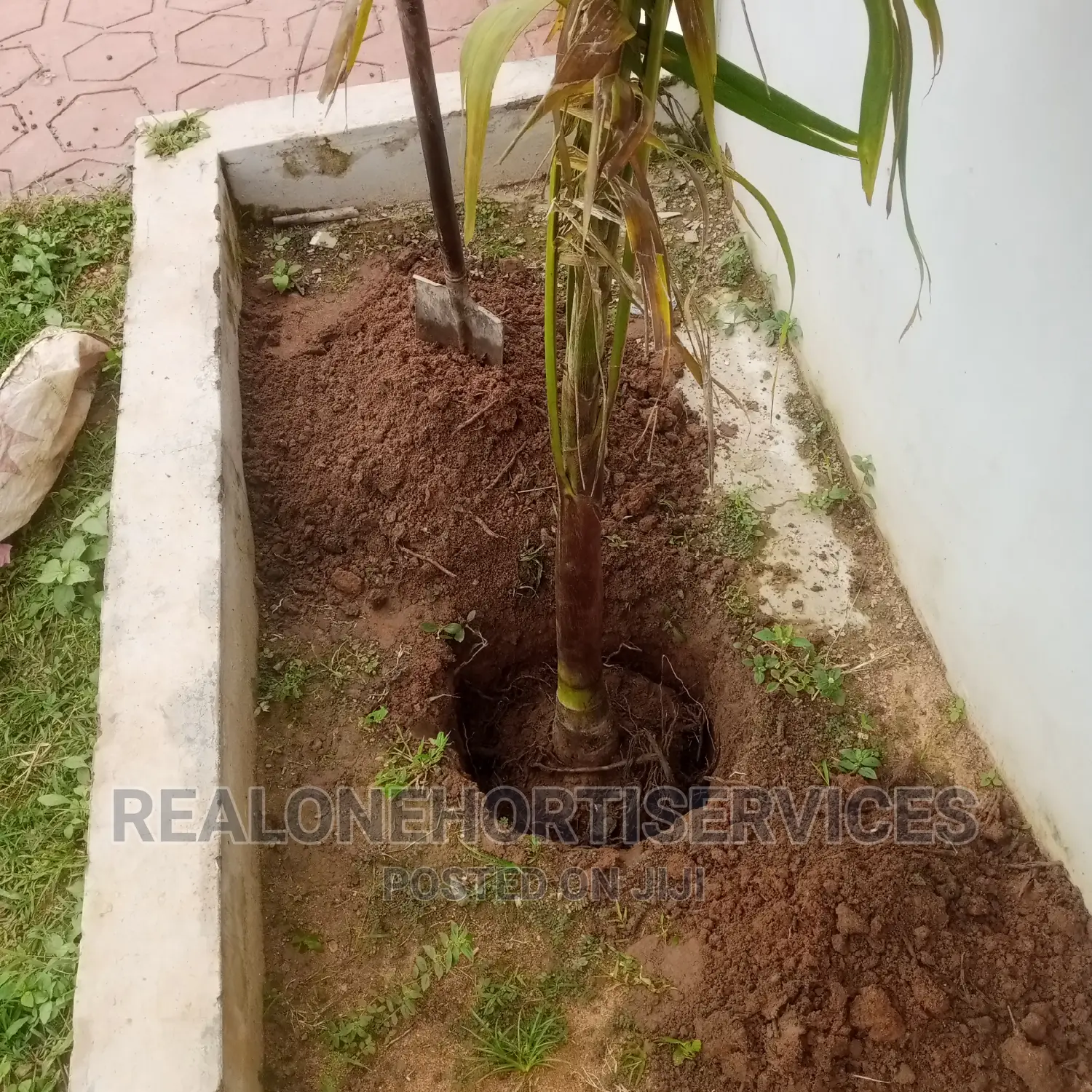Flower, Palm For Home, Office, Malls, Hotels, School's Beaut