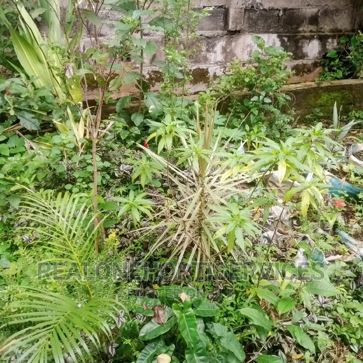 Best Flower Plants for Home, School, Hotel Beautification