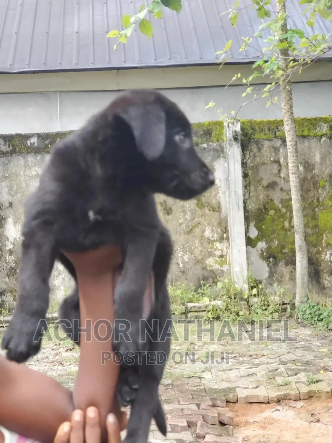1-3 months Male Purebred German Shepherd