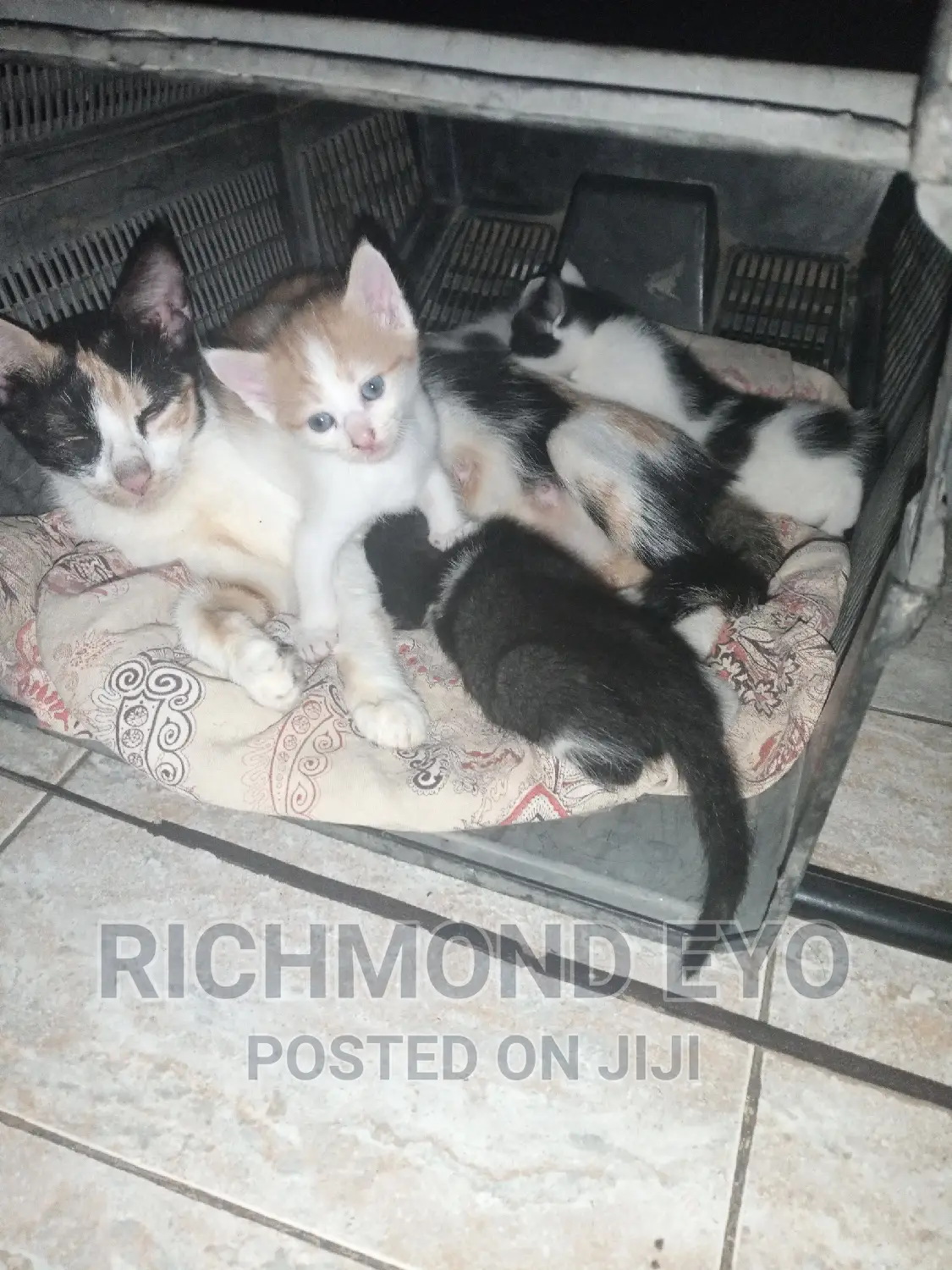 1-3 months Male Purebred American Wirehair