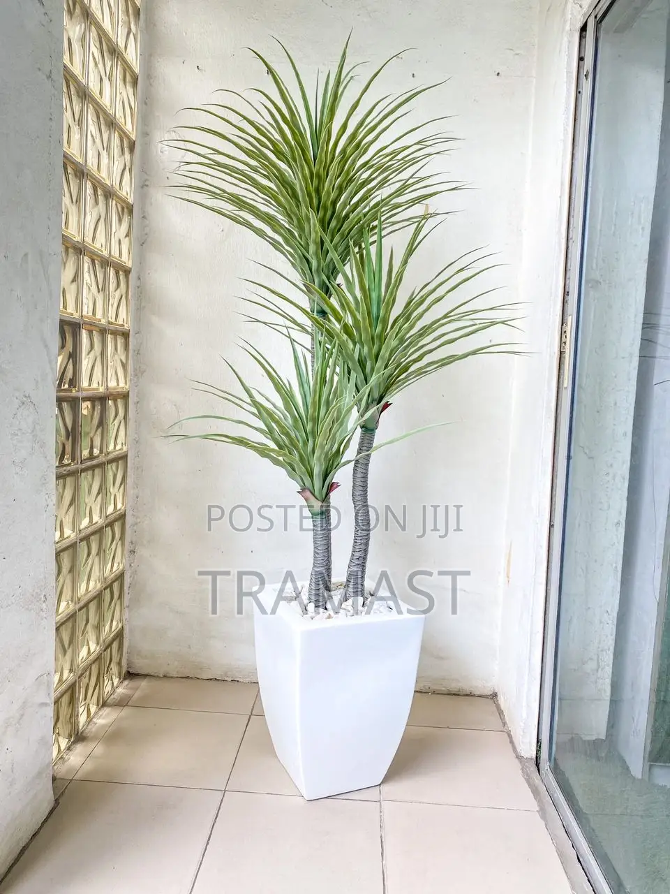 Yucca Plant With Fiberglass Pot