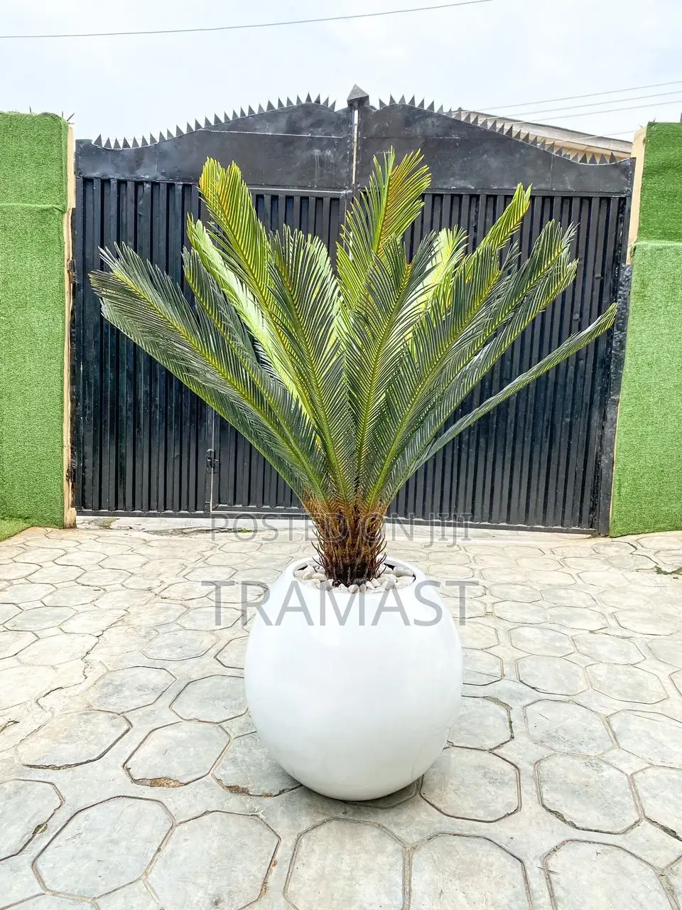 Cycas Palm Plant With Fiberglass Pot