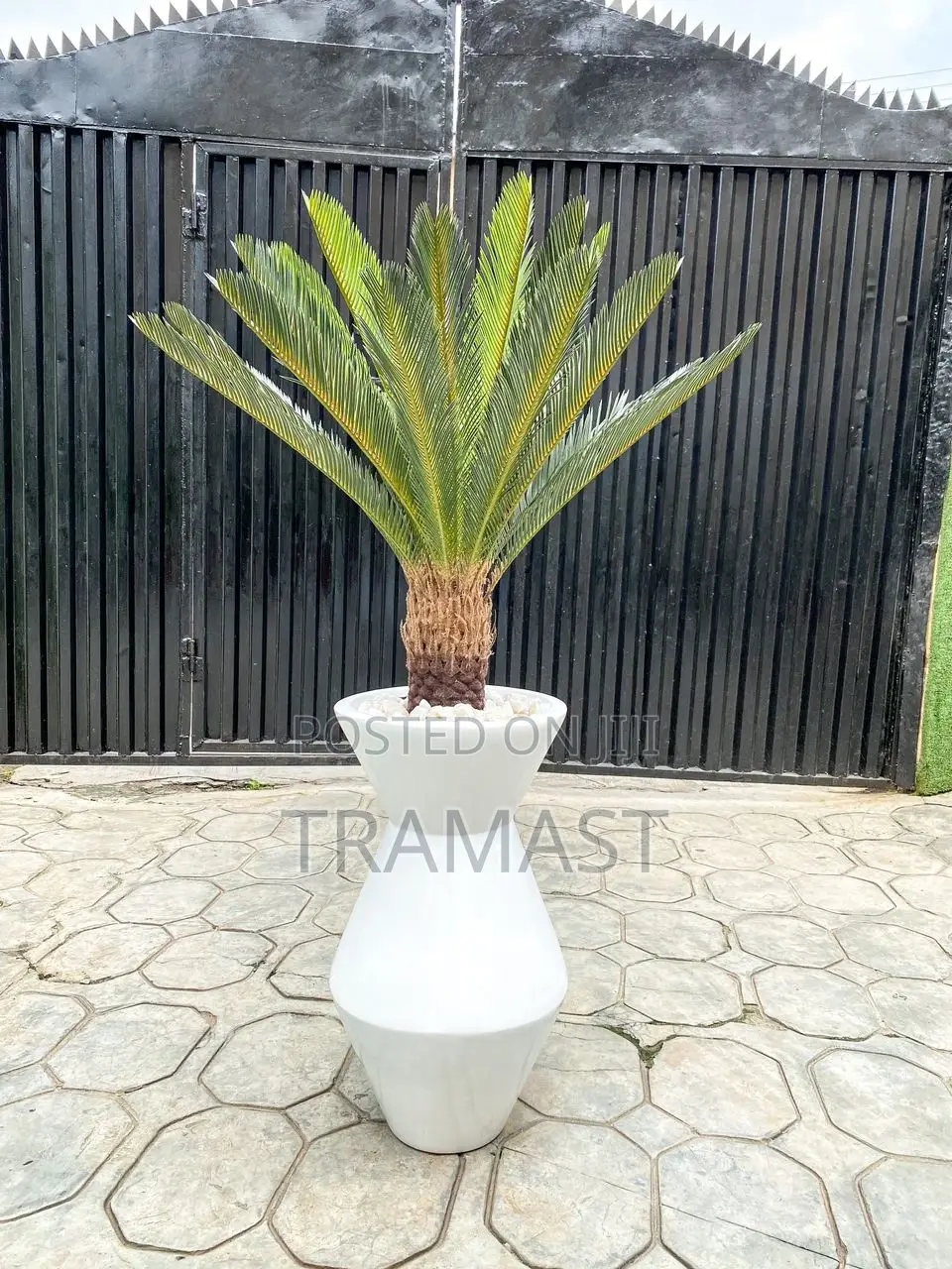 Cycas Palm Plant With Fiberglass Pot