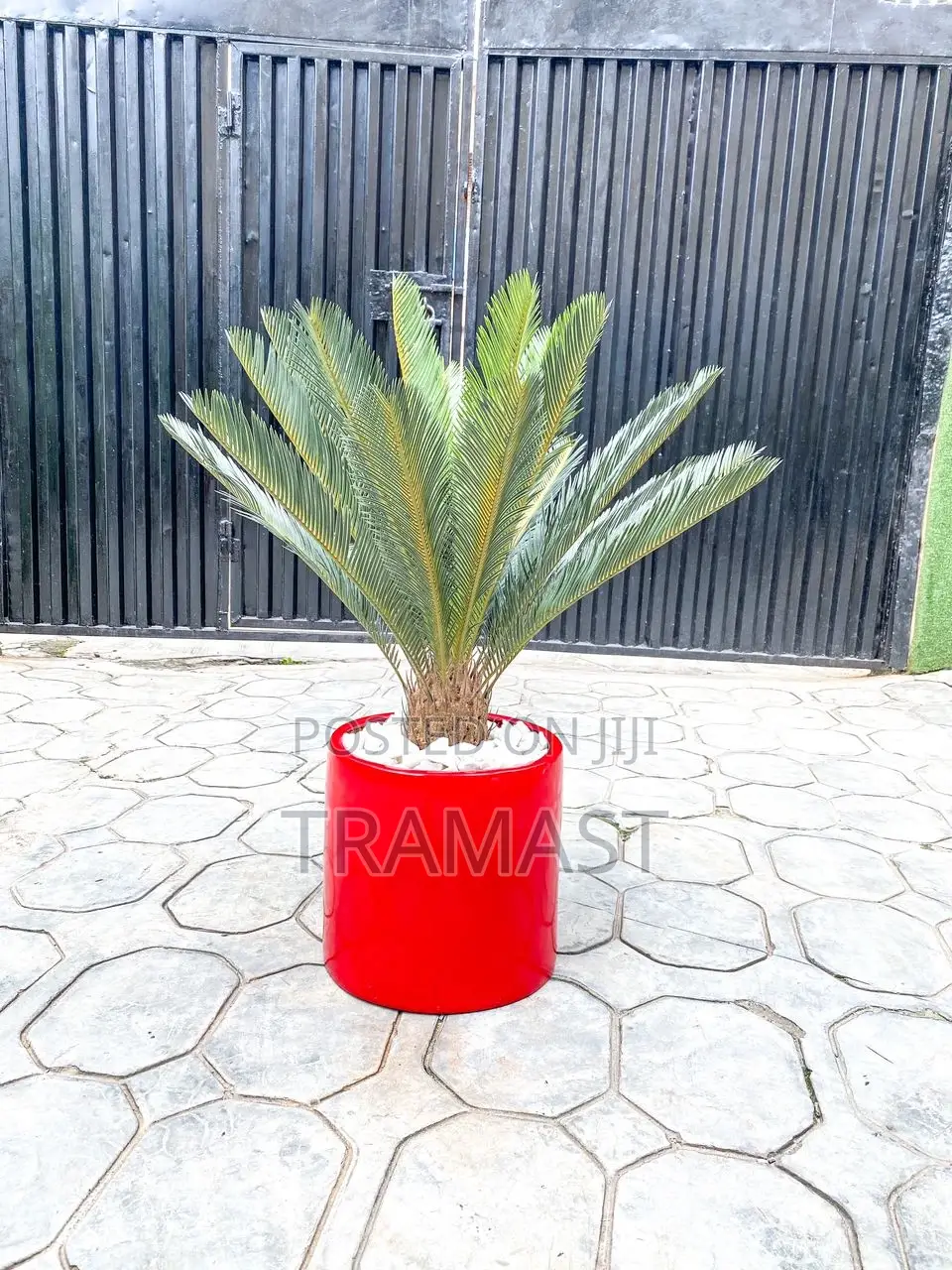 Cycas Palm Plant With Fiberglass Pot