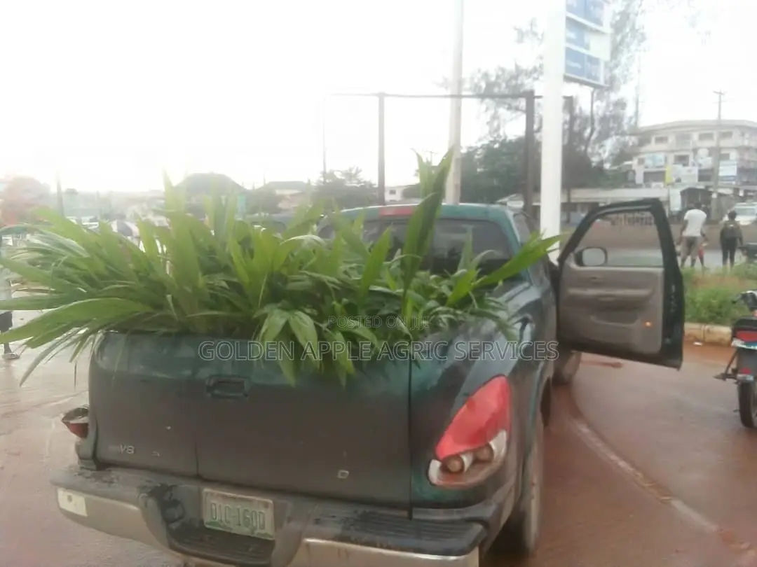 Oil Palm Seedlings - Hybrid Tenera Fruits Within 31⁄2 Years