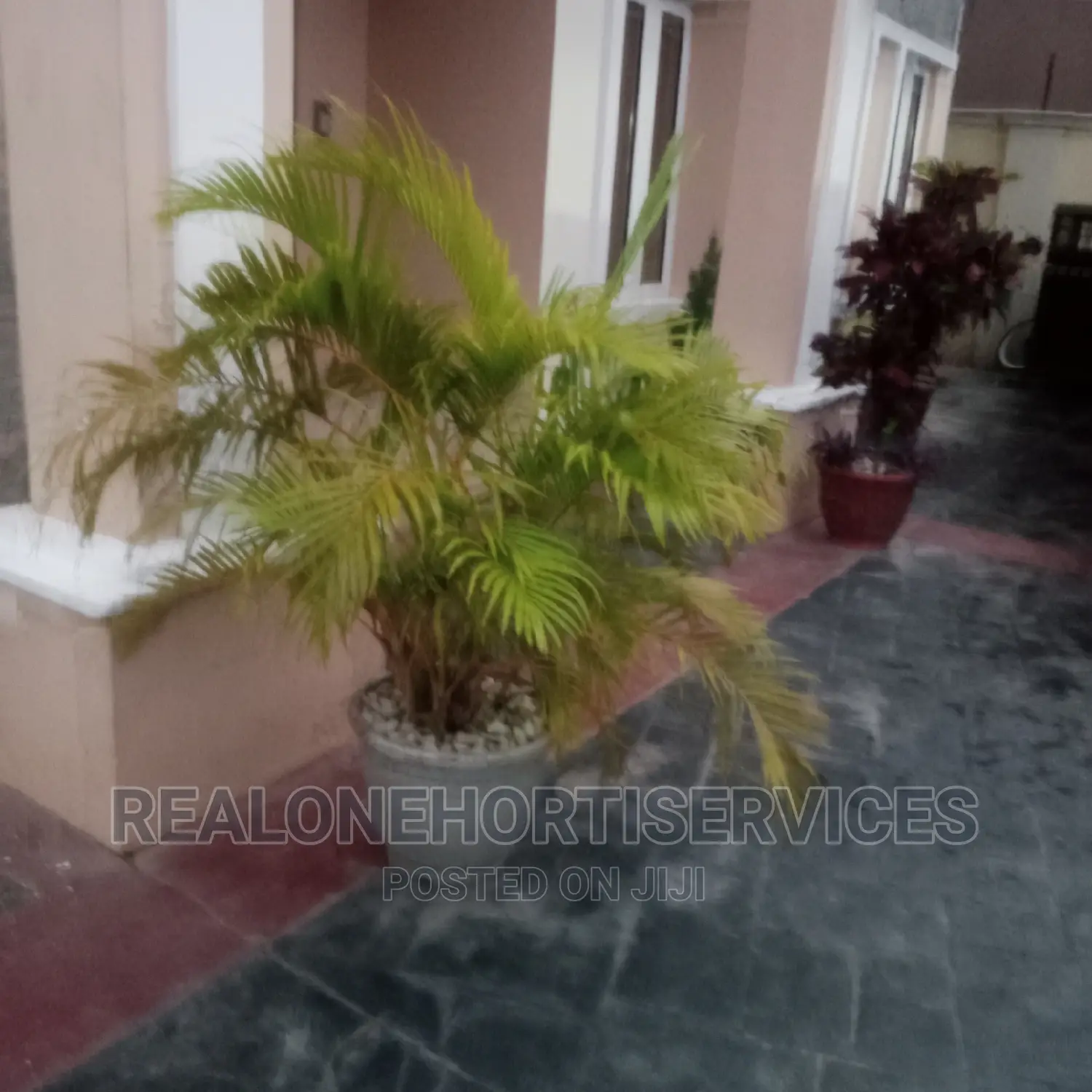 Live Potted Flower With White Stone for Home Beautification.