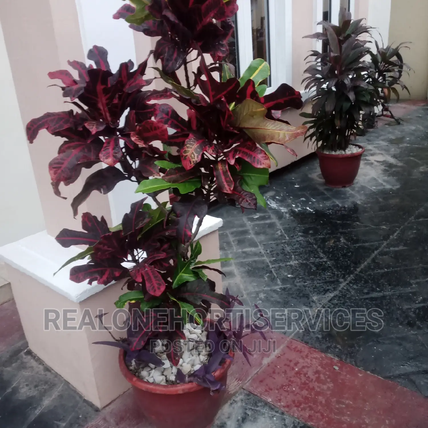 Live Potted Flower With White Stone for Home Beautification.