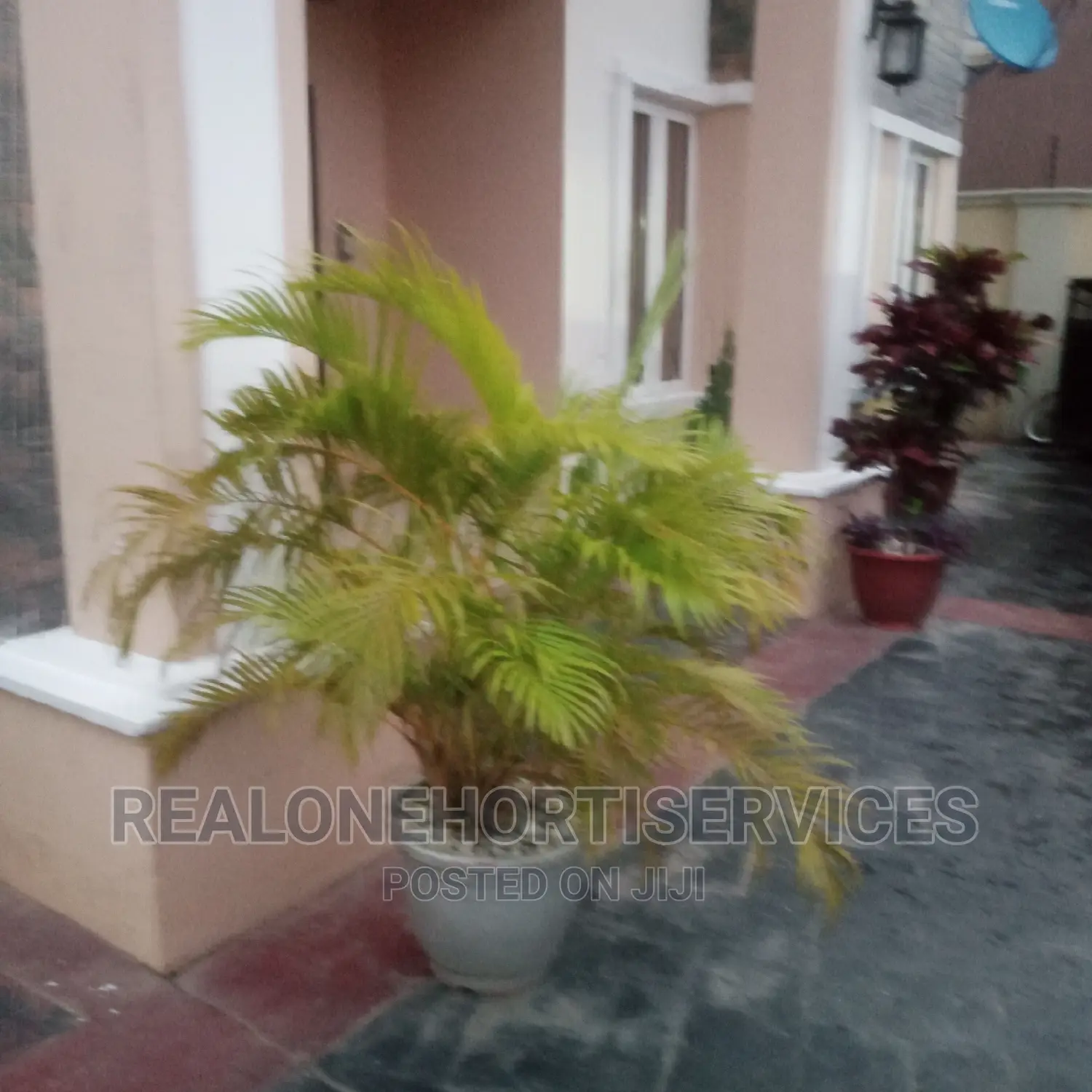 Live Potted Flower With White Stone for Home Beautification.