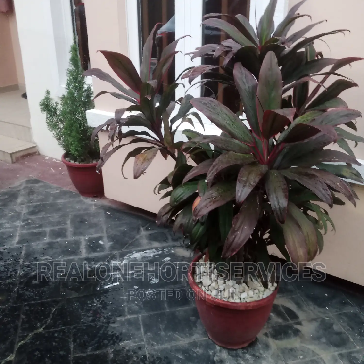 Live Potted Flower With White Stone for Home Beautification.