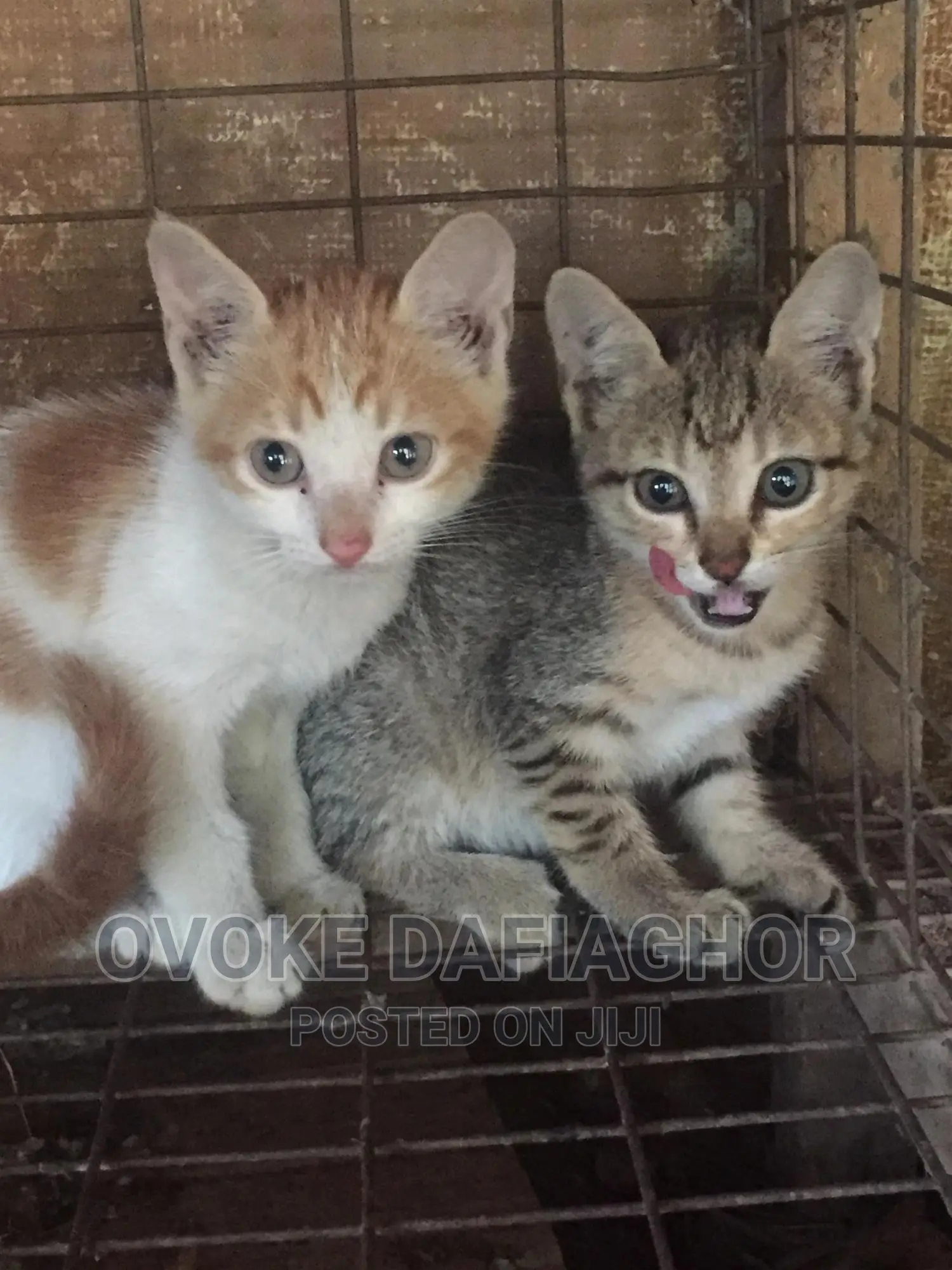 1-3 months Male Mixed Breed Exotic