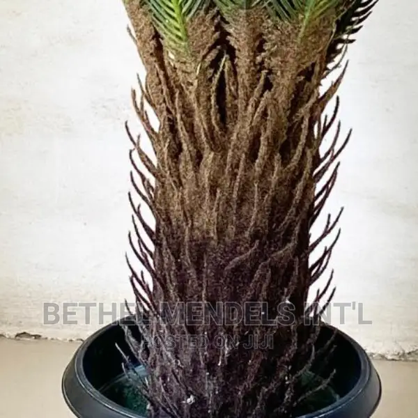 Artificial Plants | Wholesales of Fake 90cm Cycas Palms