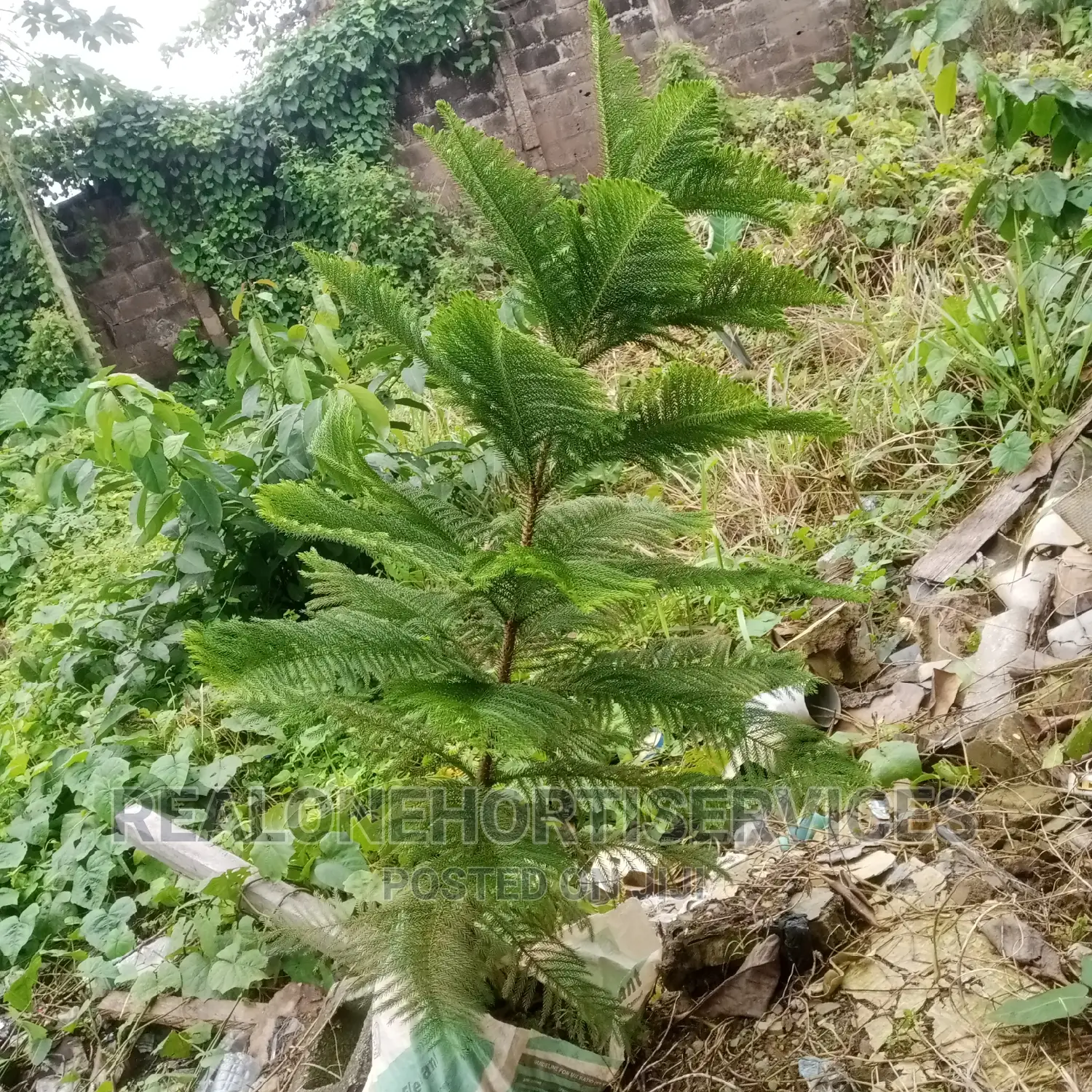 Aurecaria (Exotic Landscape Plant) for Hotel, Palace, Etc