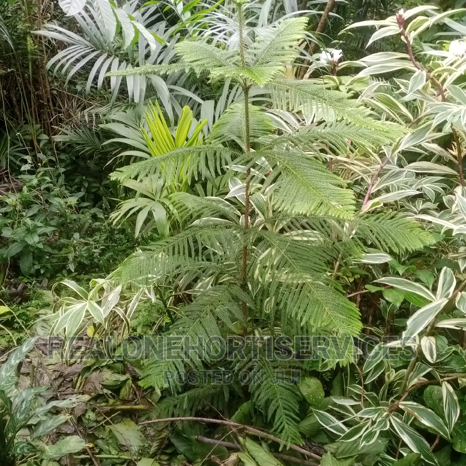 Aurecaria (Exotic Landscape Plant) for Hotel, Palace, Etc