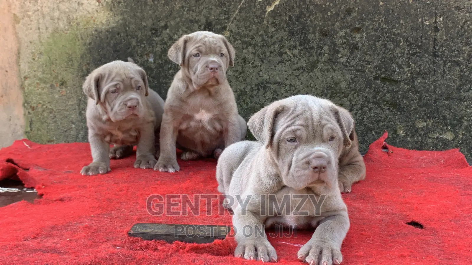 1-3 months Male Purebred Neapolitan Mastiff